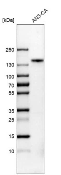 FGFR1 Antibody, Novus Biologicals 0.1 mL | Buy Online | Novus Biologicals | Fisher Scientific